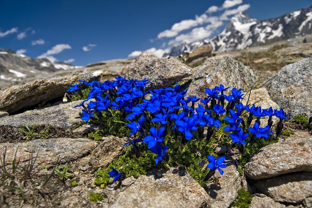 Alpine Blue Apartments Griesen Habitación foto